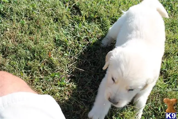 a white golden retriever dog lying on grass